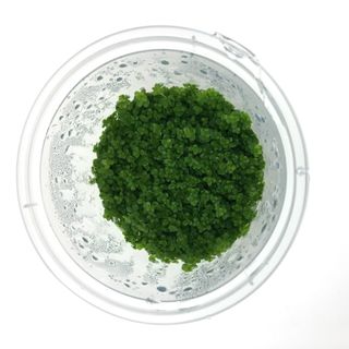 Hemianthus Callitrichoides - Cuba