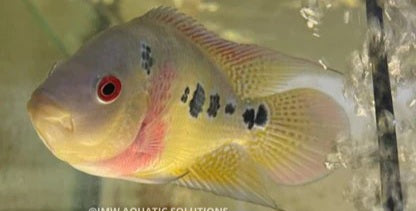 Cichlasoma trimaculatum (3 spot cichlid) (special order)