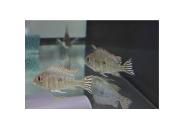 Red Geophagus (Red Hump Eartheater)(special order)