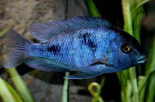 Dolphin blue