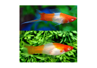 kohaku Swordtail (special order)