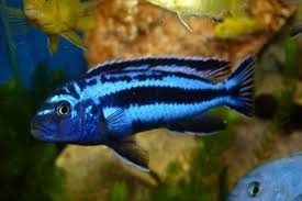 Johanni cichlid