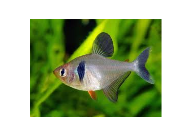 Black Phantom Tetra (special order)