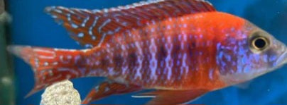 Red Rubin Peacock (special order)