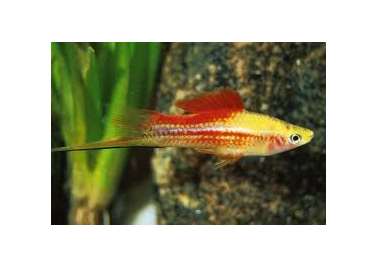 Pineapple Swordtail (special order)