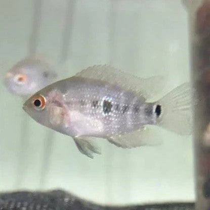 Cichlasoma trimaculatum (3 spot cichlid) (special order)