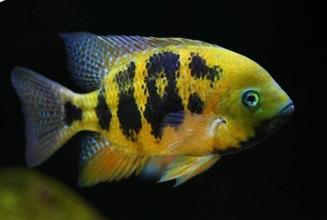 Chiseltooth Cichlid (Vieja Cichlasoma Bocourti) (special order)